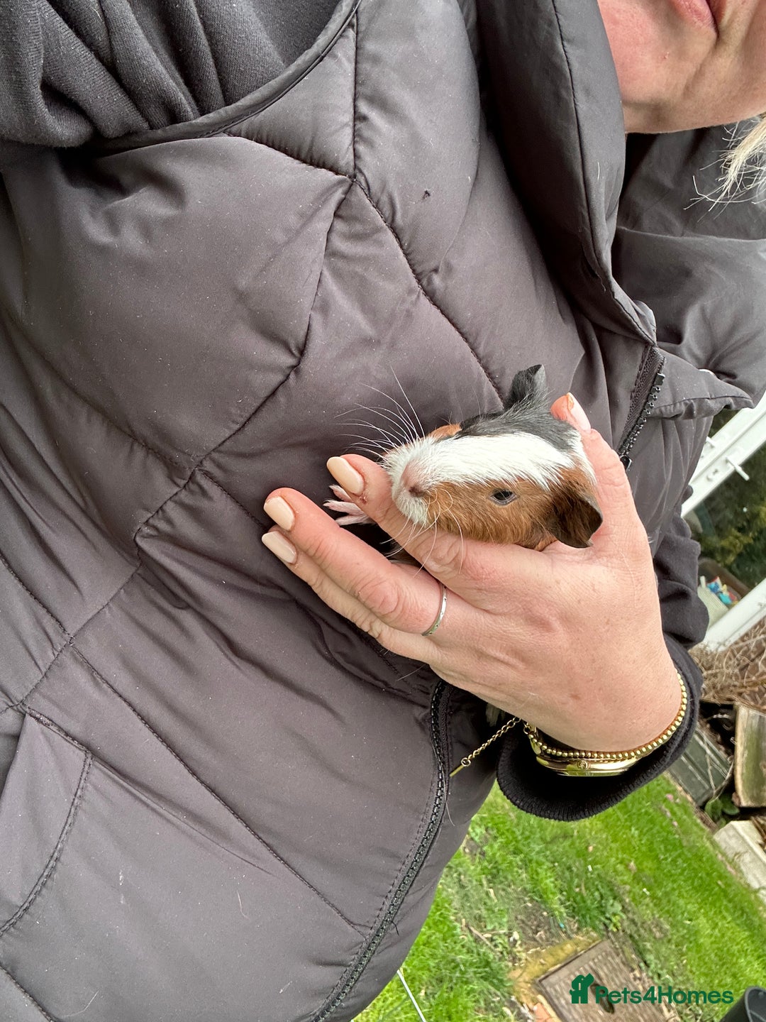 Guinea Pig rodents for sale: Baby Guinea Pigs ready now - Image 28