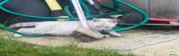 Bengal cats for sale: Bengal tiger kittens  - Advert 5