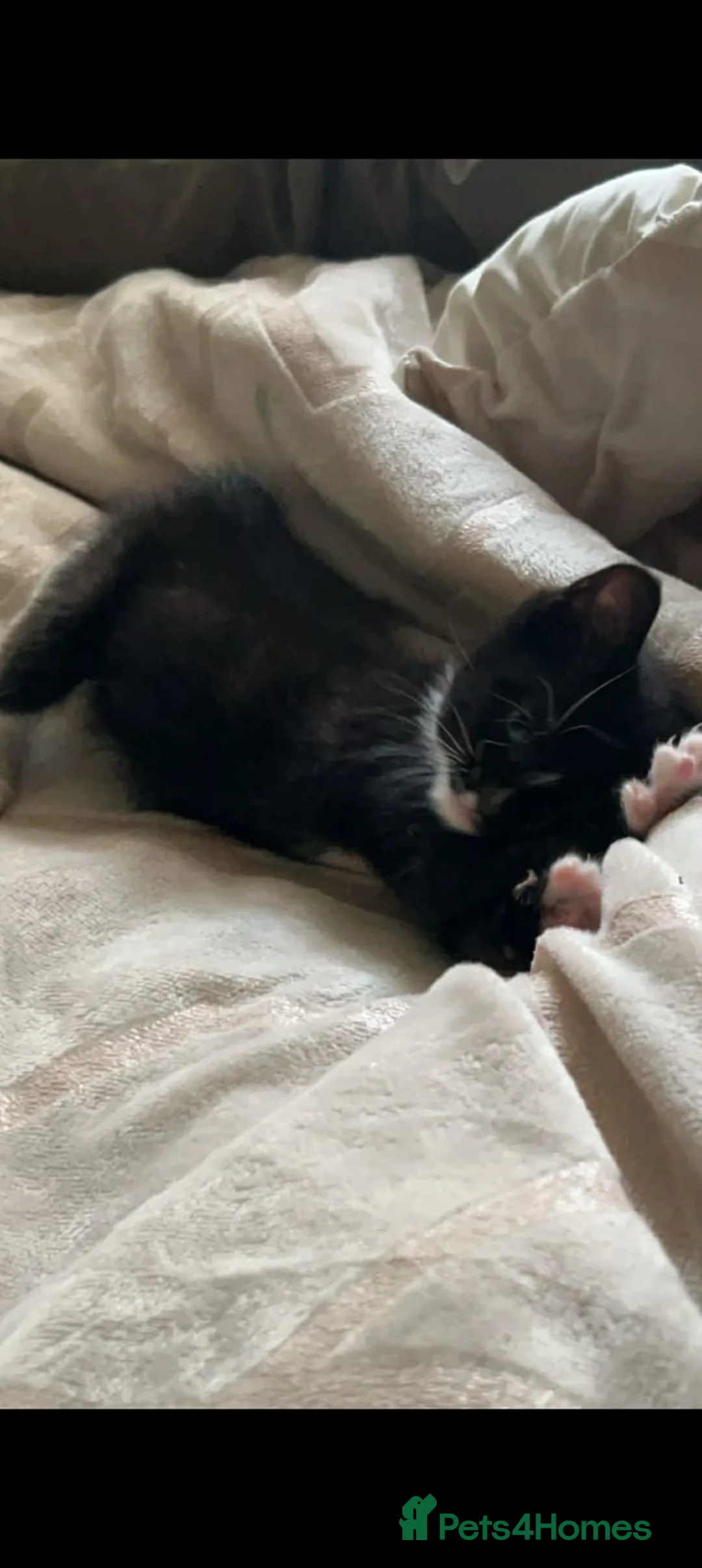 British Shorthair cats for sale: Tuxedo and Tortoise shell - Advert 16