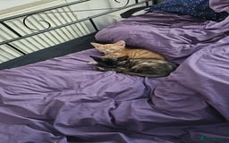 Mixed Breed cats for sale: 2 kittens for sale - Image 4