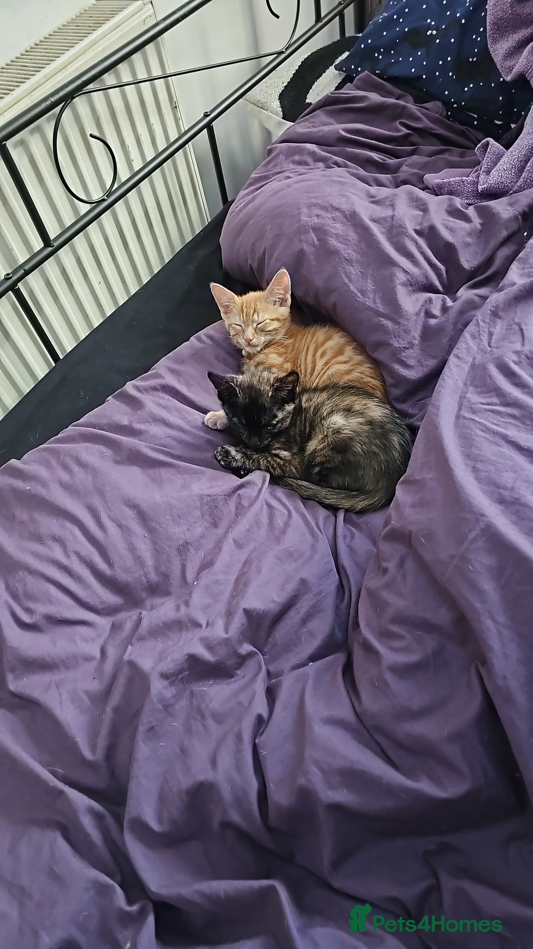 Mixed Breed cats for sale: 2 kittens for sale - Image 4