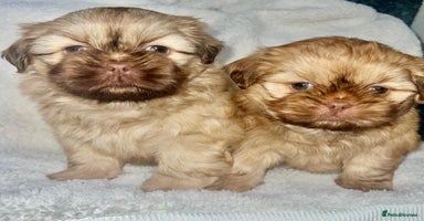 Shih Tzu dogs - Advert 15