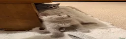 Russian Blue cats for sale: Beautiful Russian Blue/British Shorthair Kittens  in Wimborne - Advert 20