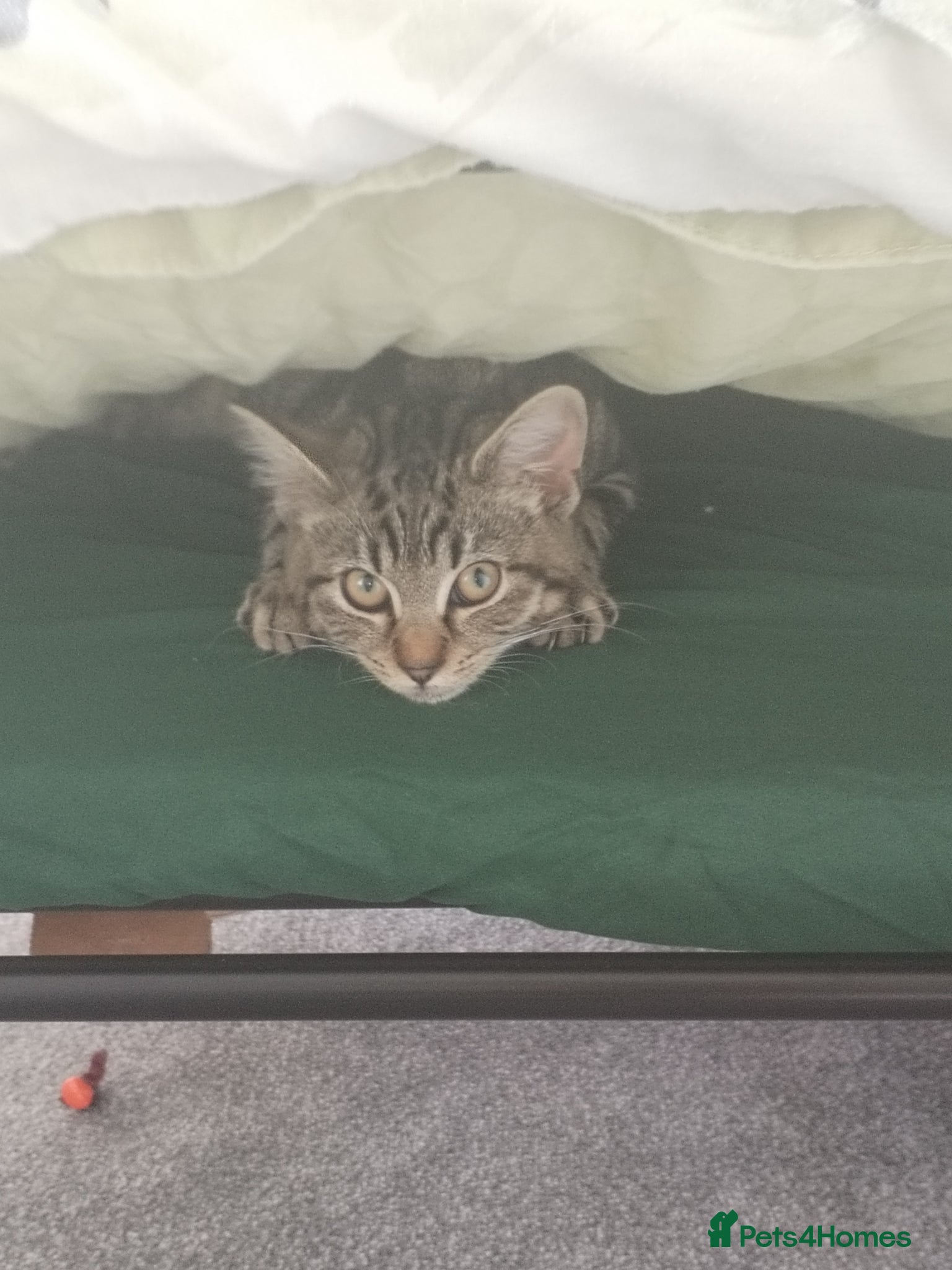 Mixed Breed cats Urgent rehome  - Advert 1