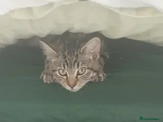 Mixed Breed cats Urgent rehome - Advert 1