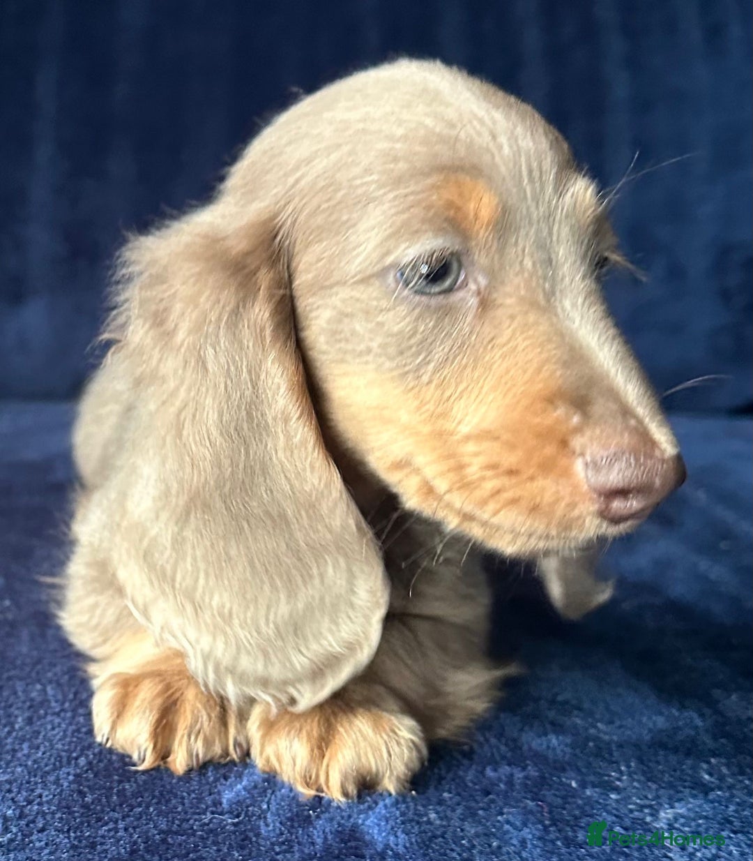 Miniature Dachshund dogs for sale: Isabella long haired boy available  - Advert 19