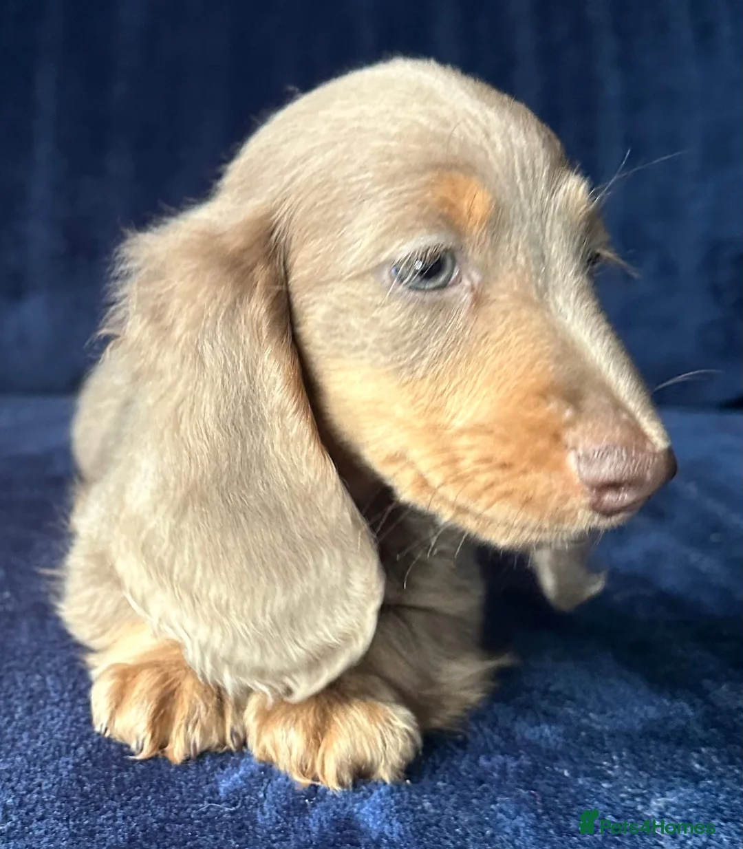 Miniature Dachshund dogs for sale: Isabella long haired boy available  - Advert 19