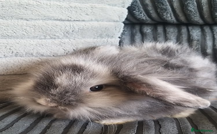 Mixed Breed rabbits in Sheffield - Advert 19