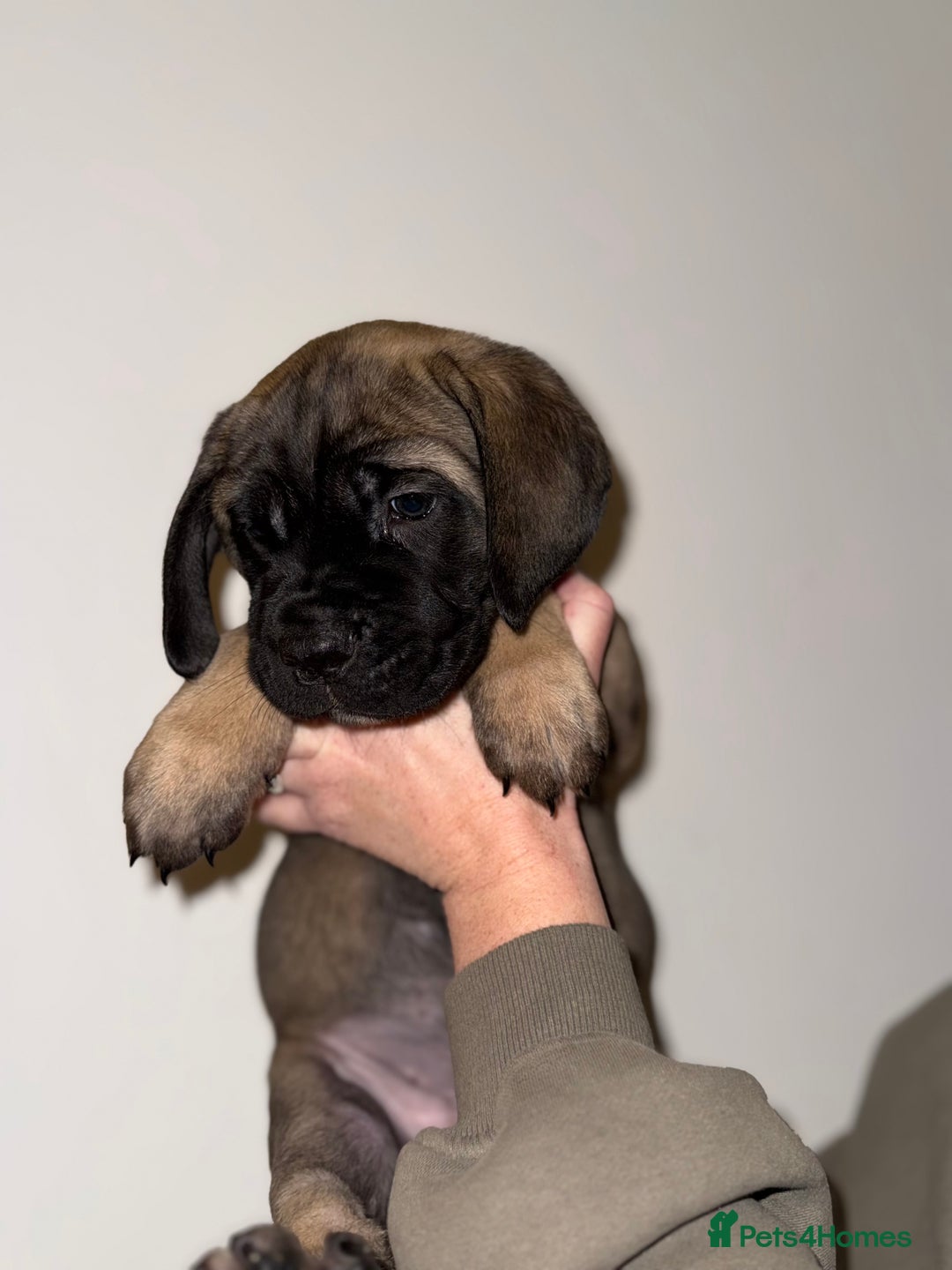 Cane Corso dogs for sale: Cane Corso puppies family reared no expense spared - Advert 31