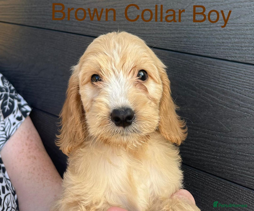 Cockapoo dogs for sale: F1 cockapoo puppies *ready to leave* - Image 5