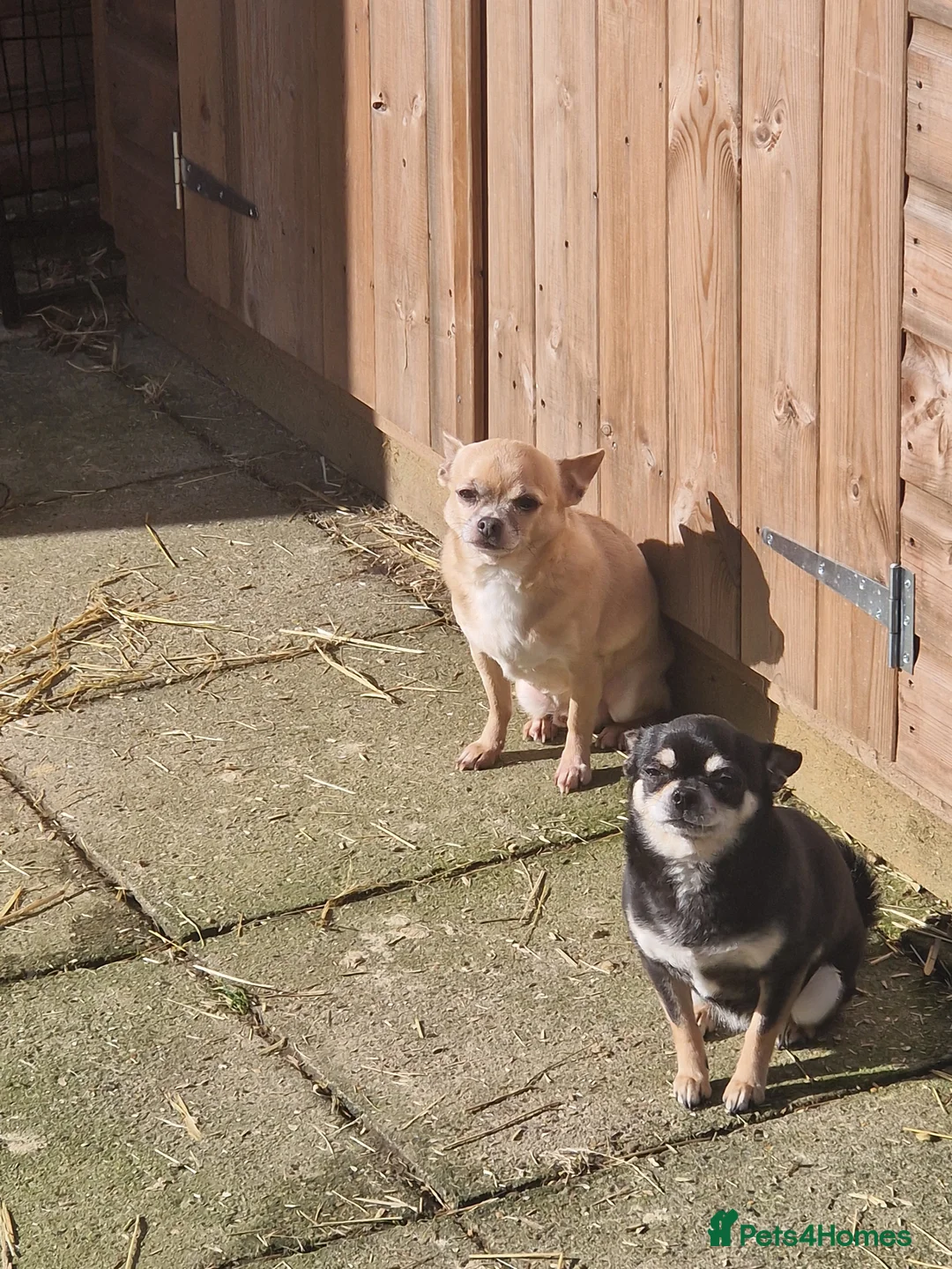 Chihuahua dogs for sale: Rambo and Roxy - Advert 1