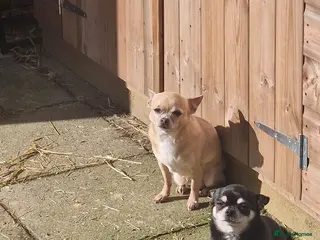 Chihuahua dogs Rambo and Roxy - Advert 1