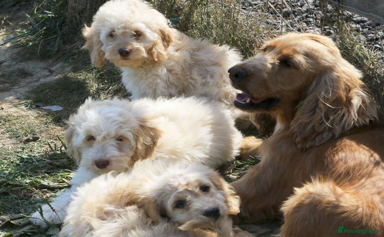 Cockapoo dogs - Advert 3