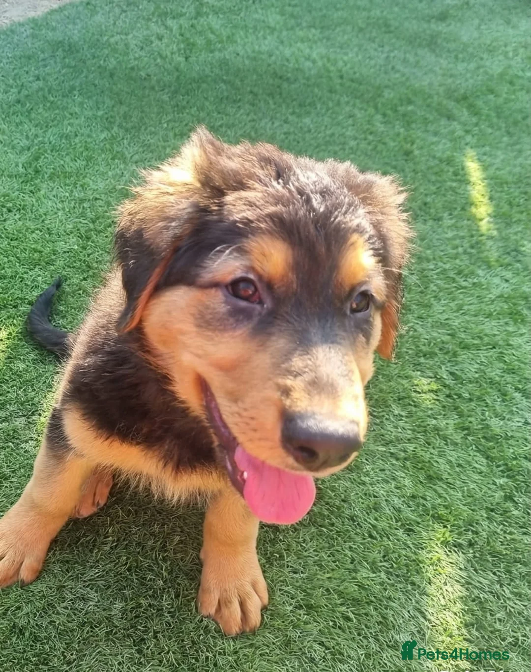 Sheprador dogs for sale: Sheprador Puppies – German Shepherd × Labrador - Advert 2