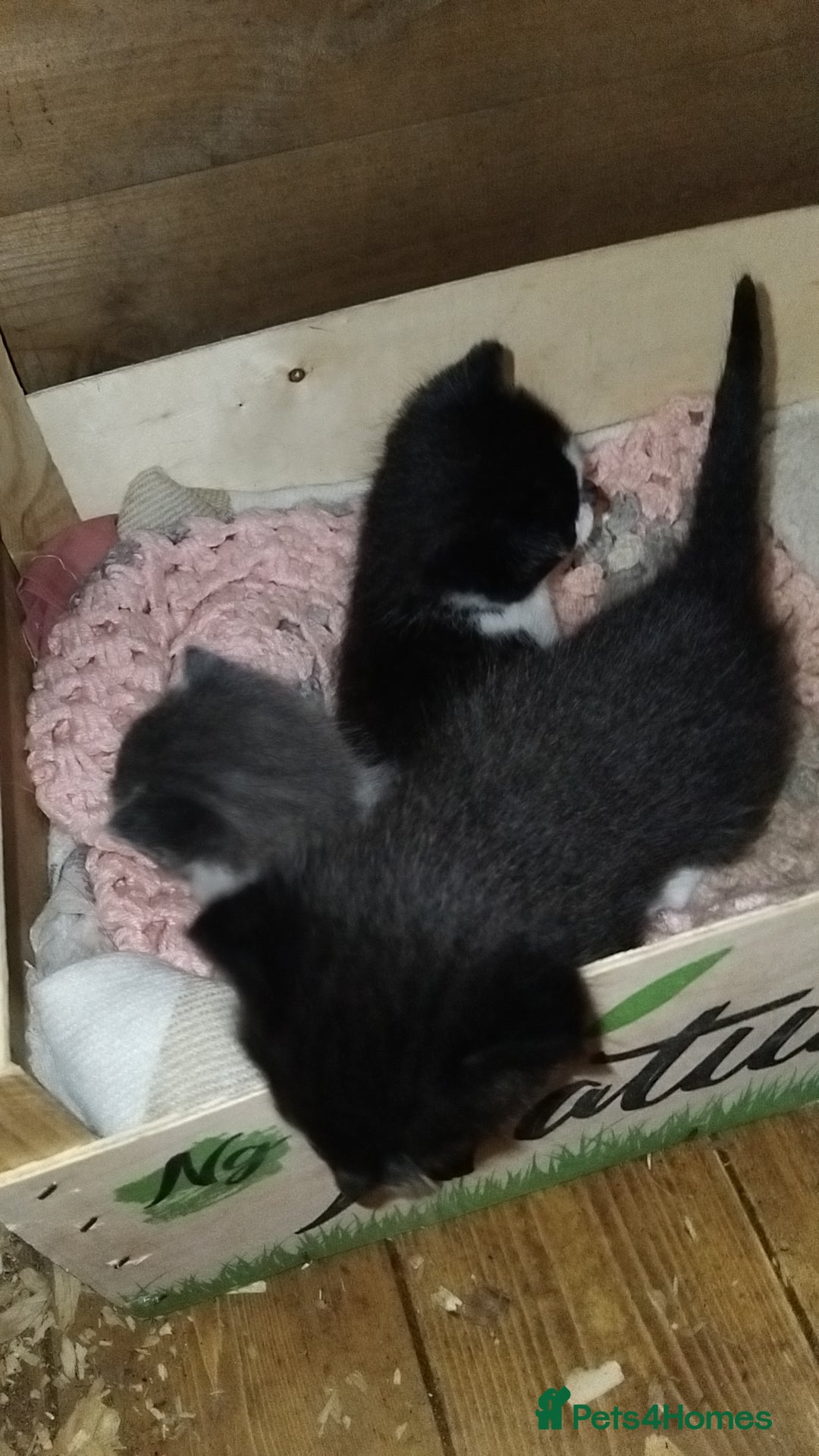 British Shorthair cats for sale: 2 male kittens FREE to Good homes only - Image 3