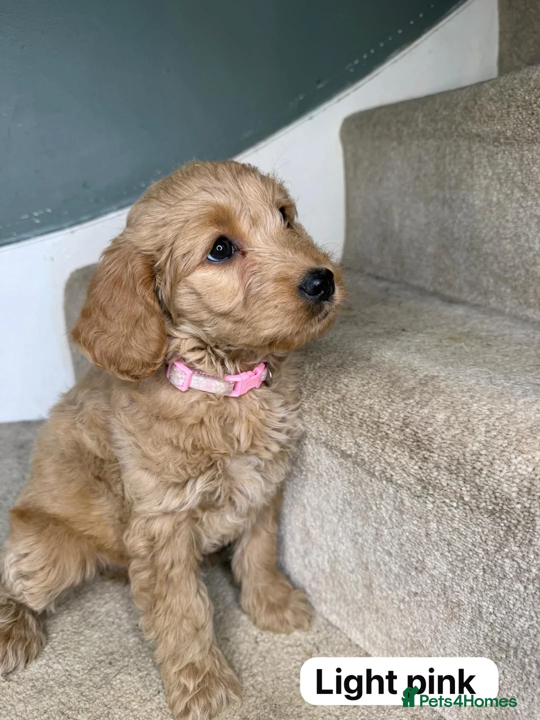 Labradoodle dogs for sale: Labradoodle  - Advert 18