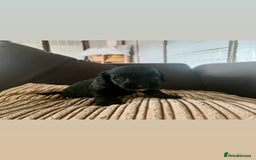 Mixed Breed dogs for sale: Pups for sale  - Image 6