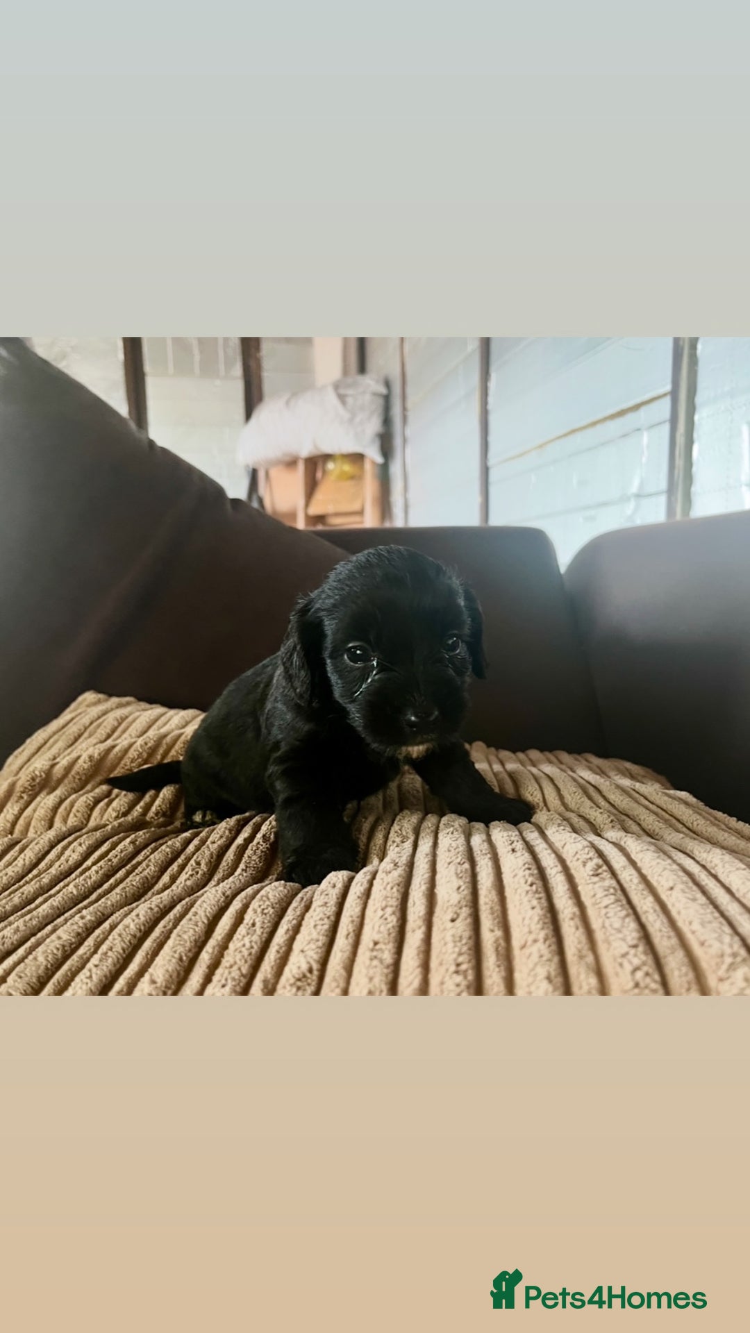 Mixed Breed dogs for sale: Pups for sale  - Image 6