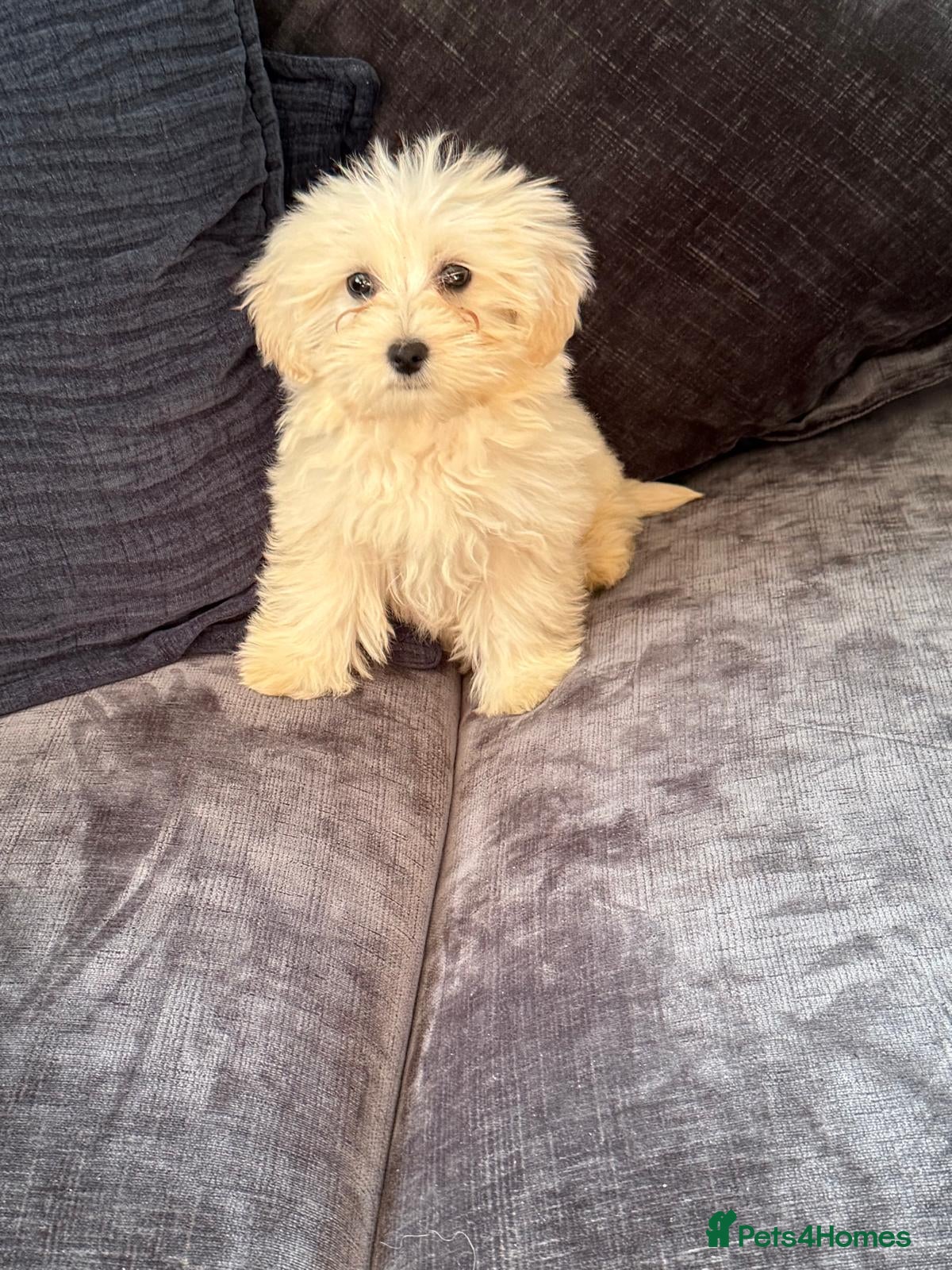 Mixed Breed dogs Cotonoodle pups ready now fully vaccinated  - Advert 6