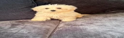 Mixed Breed dogs for sale: Cotonoodle pups ready now fully vaccinated  - Advert 1