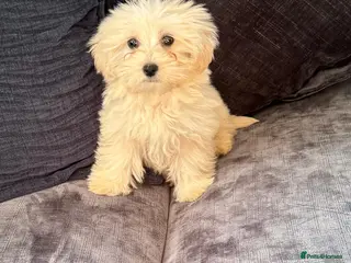 Mixed Breed dogs Cotonoodle pups ready now fully vaccinated - Advert 2