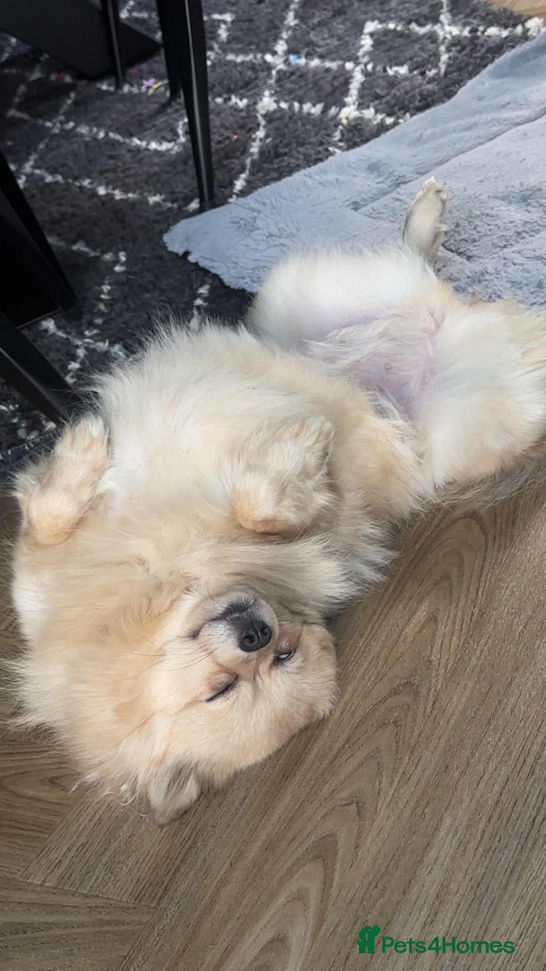 Pomeranian dogs for sale: Sky- female pom - Advert 4