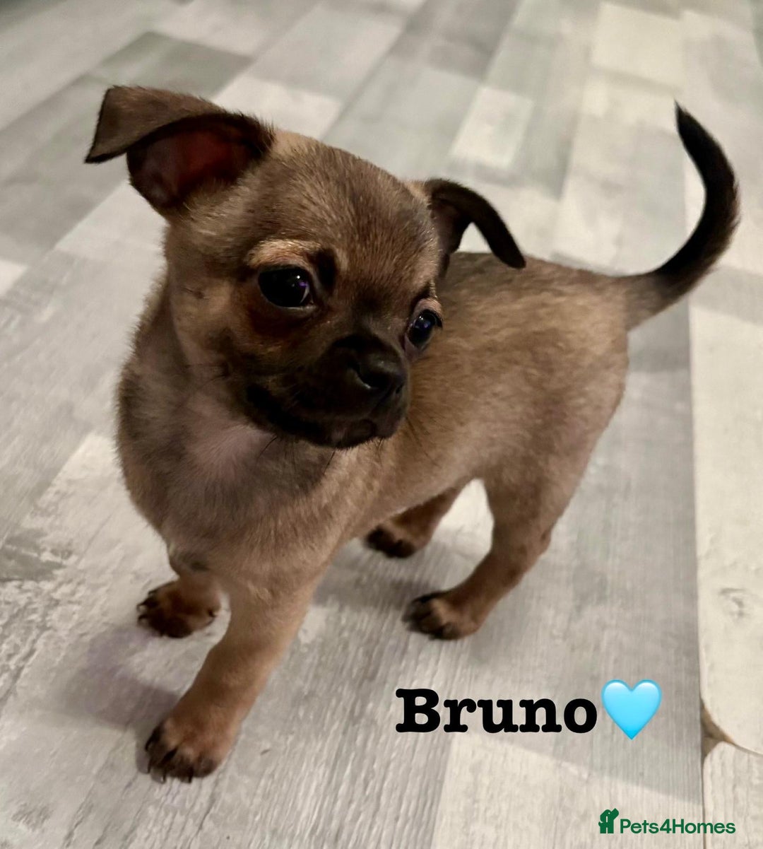 Chihuahua dogs for sale: Chihuahua Puppies  - Advert 3