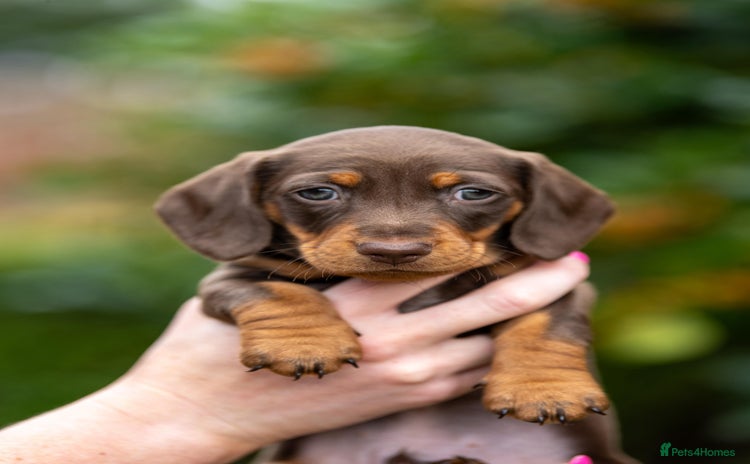 Dachshund dogs - Advert 5