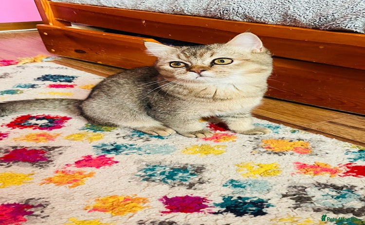 Scottish Fold cats Last golden boy ❤️ looking for new 🏠 - Advert 7