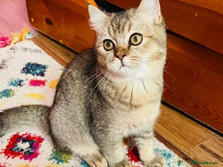 Scottish Fold cats Last golden boy ❤️ looking for new 🏠 - Advert 12