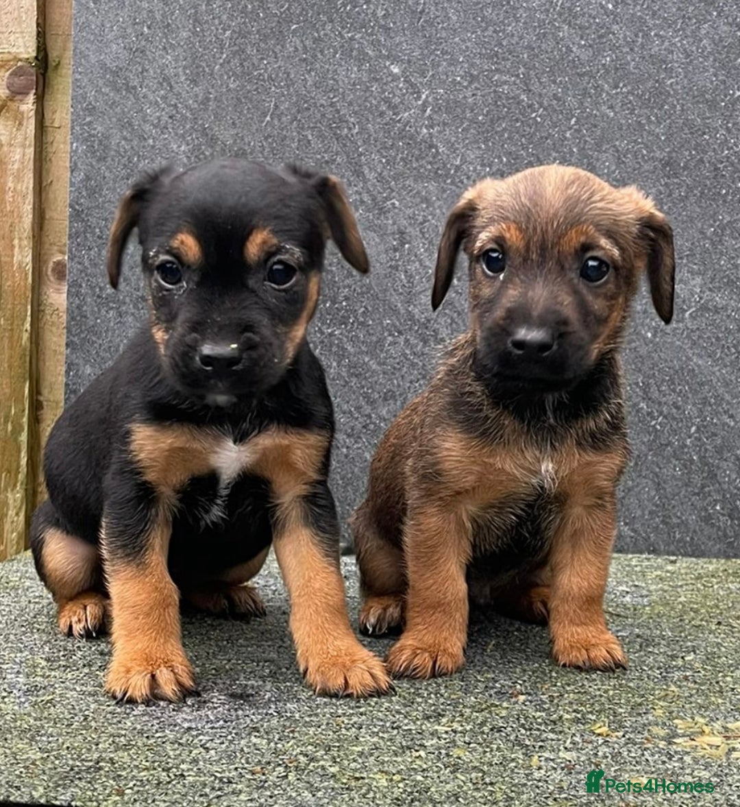 Jack Russell dogs for sale: 🔥Jack Russell Pups Available🔥 - Image 2