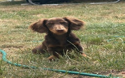 Miniature Dachshund dogs for sale: Longhair Choc & Tan Mini Dachshund  - Image 2