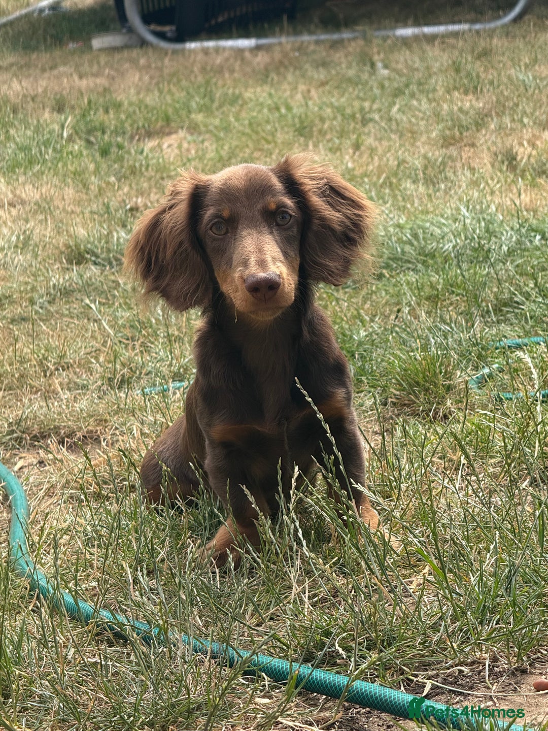 Miniature Dachshund dogs for sale: Longhair Choc & Tan Mini Dachshund  - Image 2