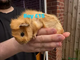 Guinea Pig rodents Some Ready to leave - Male Guinea pigs - Advert 20
