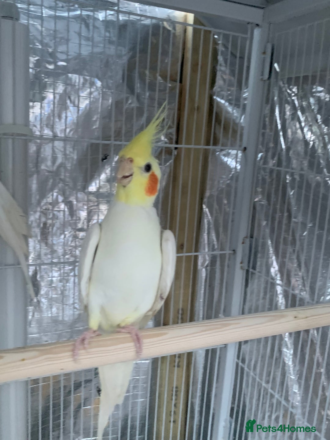 Cockatiels birds for sale: Cockatiel birds - Image 3