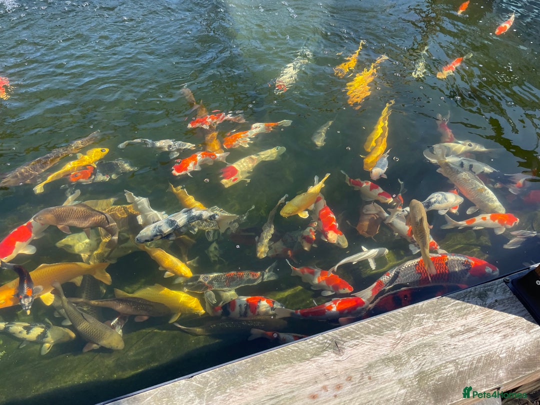 Koi Carp fish for sale: Huge selection of Japanese Koi for sale - Image 15