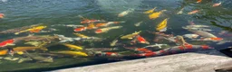 Koi Carp fish for sale: MASSIVE WINTER KOI SALE - 50% off - Advert 17