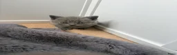 British Shorthair cats for sale: Pure BSH Kittens  - Advert 11