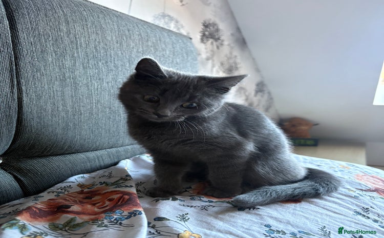 Chartreux cats - Advert 1