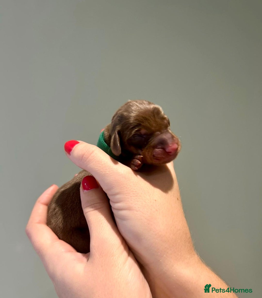 Dachshund dogs for sale: 9 Standard Dachshund Puppies KC Registered  - Image 6