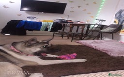 Akita dogs for sale: Gorgeous friendly girl needs new home  - Image 10