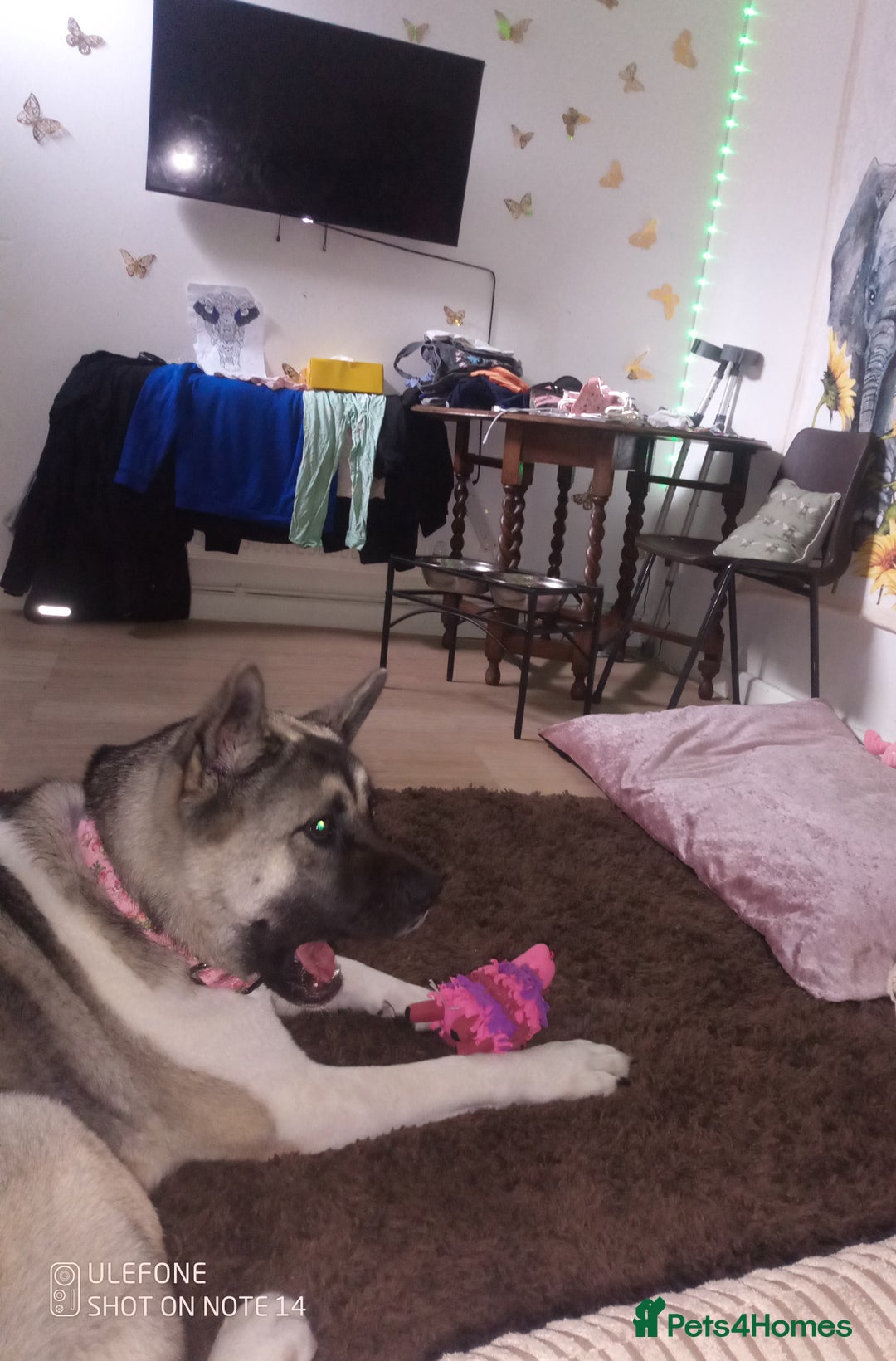 Akita dogs for sale: Gorgeous friendly girl needs new home  - Image 10