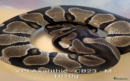 Python Snake reptiles for sale: Snakes for sale - Image 16