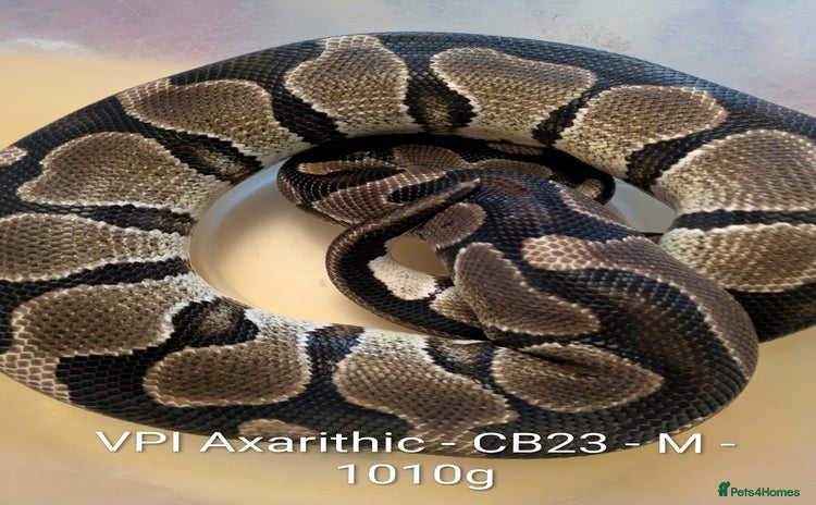 Python Snake reptiles - Advert 10