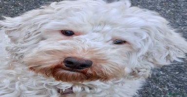 Mixed Breed dogs - Advert 3