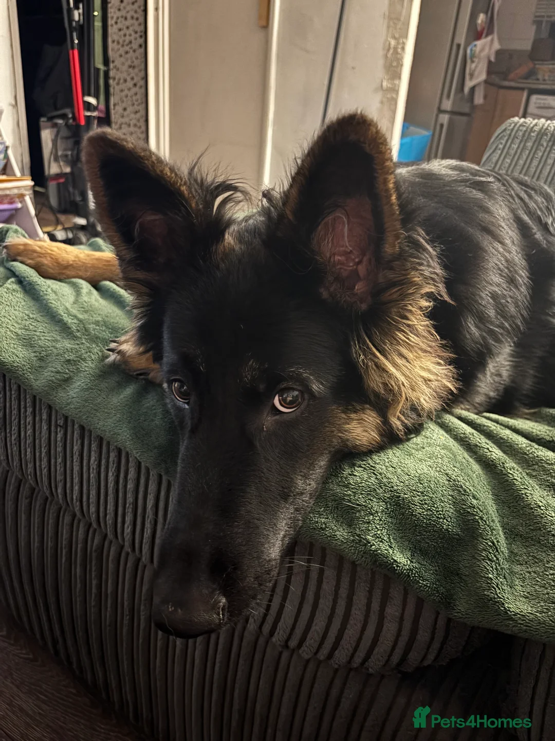 German Shepherd dogs for adoption: German Shepard (loving, kind, gentle) - Advert 3