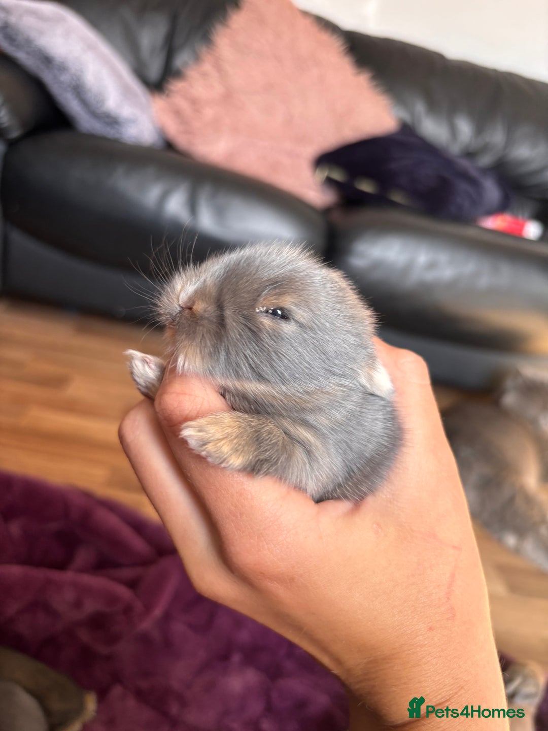 Mini Lion Lop rabbits for sale: Mini lion lops  - Image 17