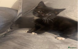 Siberian cats for sale: Kitten ready to go (Dm for price) - Advert 1