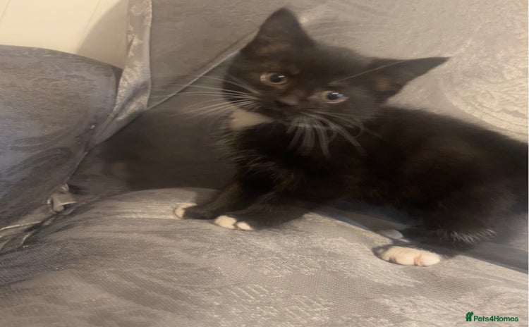 Siberian cats Kitten ready to go (Dm for price) - Advert 11