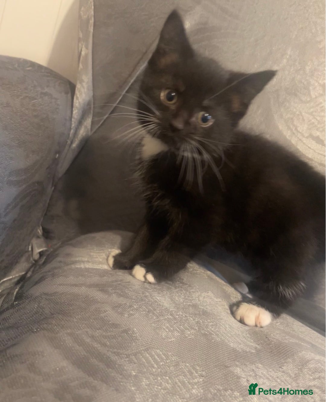 Siberian cats for sale: Kitten ready to go (Dm for price) - Advert 1